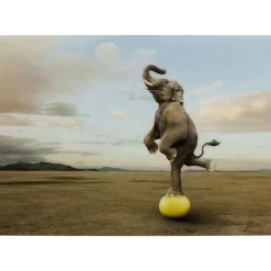 Glasbild Balance Elephant 150X100Cm