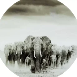 Glasbild Elephant Walk O120Cm