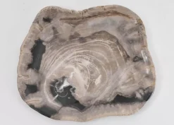 Platte Kristalmeer Versteinertes Holz