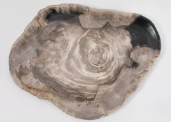 Platte Magisch Versteinertes Holz