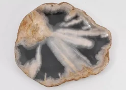 Platte Toverland Versteinertes Holz