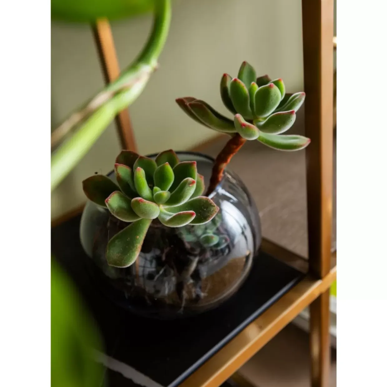 Regal Cesaro 90X170Cm